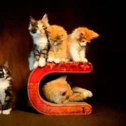 Cat-On Le Tonneau | 310 X 225 X 540 Mm | Katzenmöbel